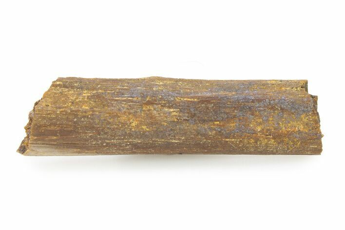 Hadrosaur (Edmontosaurus) Ossified Tendon - Wyoming #316902